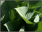 hosta